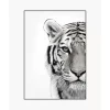 Gerahmter Digitaldruck White Tiger